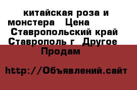 китайская роза и монстера › Цена ­ 2 500 - Ставропольский край, Ставрополь г. Другое » Продам   